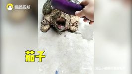 لاک پشت گاز تمساحی Alligator Snapping Turtle