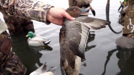 شکار اردک اولین روز گشایش شکار همگانی اردک 2018