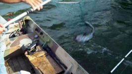 صید گربه ماهی غولپیکر توسط وسایل صید خارماهی