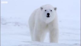 تلاش خرس قطبی گرسنه برای شکار تیم فیلمبرداری