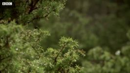 سیاه خروس عجیب غریب کوههای اسکاتلند  باقرقره