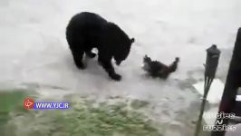 خرس مقابل گربه  حمله گربه به خرس سیاه  گربه‌ای خرس را فراری داد