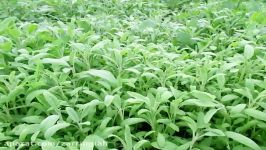 تولید مریم گلی دارویی در بستر خاکی شرکت گیاهان دارویی زرین گیاه ارومیه