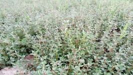 تولید آویشن باغی در بستر خاکی شرکت گیاهان دارویی زرین گیاه ارومیه