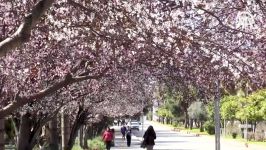 شکوفه دادن درختان در آنتالیا