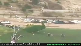 جاری شدن سیل در دروازه قرآن شیراز واژگونی خودرو ها