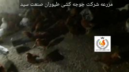مزرعه پرورش مرغ بومی تخمگذار شرکت طیوران صنعت سید در یزد