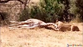 قدرت شیر در حیات وحش  شکار بوفالو زرافه فیل