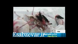 برخورد دسته جمعی فلامینگو ها به سیم برق Esabzevar.ir