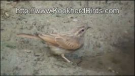 زردپره راه راه در حال نوشیدن آب Striolated Bunting is Drinking Water