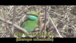 زنبورخوار سبز Little Green Bee Eater