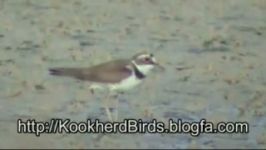 سلیم طوقی کوچک Little Ringed Plover