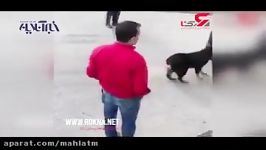 زجر دادن سگ زبون بسته توسط راننده تاکسی
