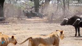 حیات وحش، شکست تا پیروزی شیرها مقابل بوفالوها