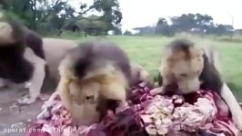 هجوم وحشتناك رعب آور شیرها سمت لاشه ها