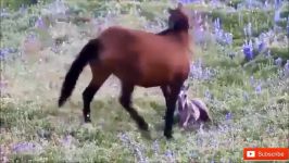 حمله اسب وحشی به شیر  محافظت خانواده اسب جوان مقابل حمله شیر