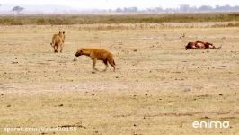 جنگ نبرد شیر کفتار در حیات وحش