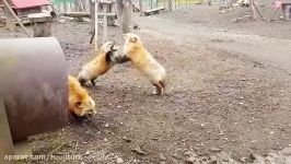 درگیری لفظی بین دو روباه