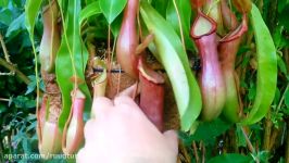 محتویات شکم گیاه گوشتخوار Nepenthes Pitcher