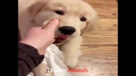 خنده دار زیبا سگ ها توله سگ فیلم تلفیقی 2018  FUNNY DOG VIDEOS