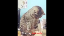 فیلم گربه ناز سحر آمیز خنده دار 2018  FunnyAnimals