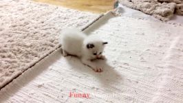 Cutest Kittens and Funniest Kitten Videos  خنده دار ترین گربه ها 2019