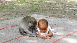 اذیت کردن بچه توسط میمون