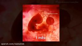 نحوه رشد جنین در طی 9 ماه  مرکز تصویربرداری پزشکی نماطب