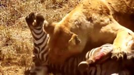 حیات وحش، تلاش های گورخر مادر برای نجات کره چنگال شیر