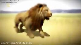 جنگ نبرد حیوانات شیرها در حیات وحش