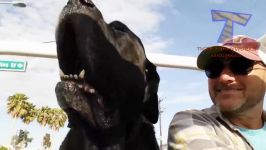 The FUNNIEST ANIMAL VIDEOS are you READY FOR THIS LAUGH BOMB