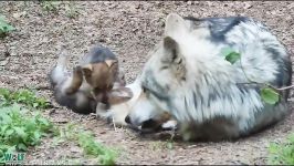 بی اعتنایی گرگ پدر به بچه ها