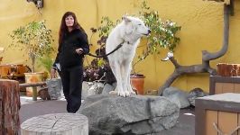 White Arctic Wolf Howling