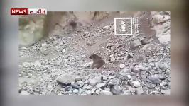 رفتار وحشیانه یک توله خرس در سوادکوه