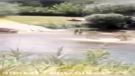فیلم +18 لحظه غرق شدن دو کودک سردشتی فداکاری پدرشان در رودخانه مهاباد
