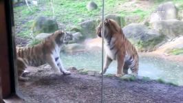 Lion VS Tiger  Tiger VS Lion  Aspin شیر مقابل ببر