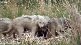 خرس در برابر گرگ  تلاش خرس برای شکار توله گرگ ها