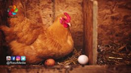 اگر همه روزه 3 عدد تخم مرغ بخورید، چه اتفاقی رخ خواهد داد؟