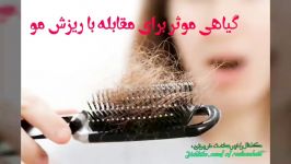 گیاهی موثر معجزه آسا برای برای مقابله ریزش مو