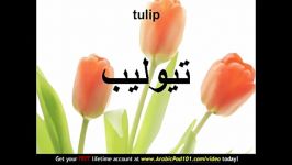 Learn Arabic  Arabic Plants Vocabulary