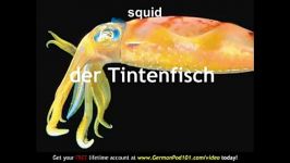 Learn German  Marine Animals Vocabulary