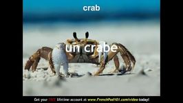 Learn  French Marine Animals Vocabulary