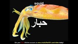Learn Arabic  Arabic Marine Animals Vocabulary
