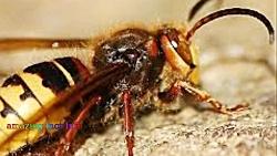 حقایقی باورنکردنی شگفت انگیز حیوانات؛ عنکبوت‎های شیرده تا زنبورهای فوتبالیست