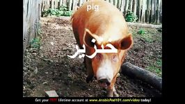 Learn Arabic  Arabic Farm Animals Vocabulary