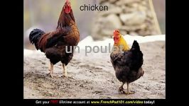 Learn French  French Farm Animals Vocabulary