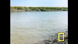 Bottlenose Hunt on Sandy Shore