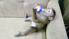 شیر خوردن میمون بامزه