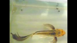فروش ماهی کوی باله بلند شماره 88 mizogi 35 cm