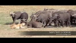 حیات وحش، شکست فرار شیر در مقابل بوفالوها